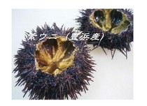 地魚料理 杉_夏季限定志崎生海膽