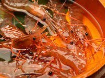 Hakodate Marukan Gyogyobu Umigaki Main Branch_Delivered directly from the fishing port, it is extremely fresh. "Live Button Shrimp Dance" is packed with the deliciousness of Hokkaido.