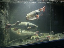 Wild tiger pufferfish course (reservation required)