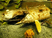 Sakana Ryori Rokkon_Salt-grilled hairtail fish