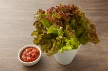 USHIGORO Bambina Shibuya Branch_Lettuce