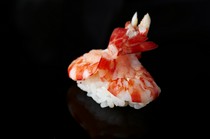 Kizushi_"Sai-maki Shrimp" - a beautiful shape that shows off the craftsmanship of the chef