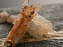 Sushi no Jirocho_Tiger prawn