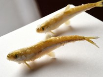 Kyoboshi_"Smelt" looks more like a swimming fish than a tempura.