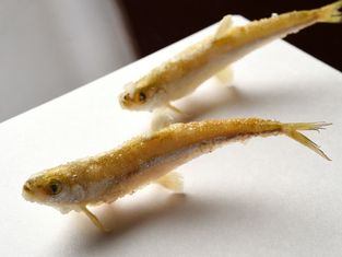 교보시