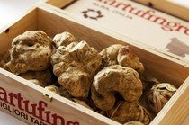  意大利皮埃蒙特大区阿尔巴产区的白松露套餐。品尝枣椰树和阿尔巴白松露的绝妙香气。 