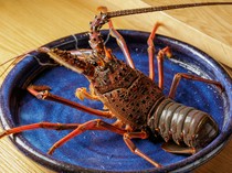 MARCO_Spiny Lobster - The firm-fleshed ones are sourced through keen judgment.