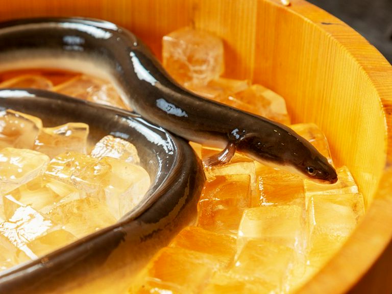 Unagi no Masa Reservation in Kamihonmachi/Unagi (eel) - SAVOR JAPAN