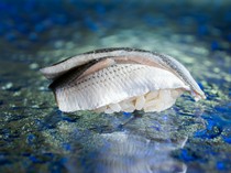  江戶前壽司的精髓「窩斑鰶」 