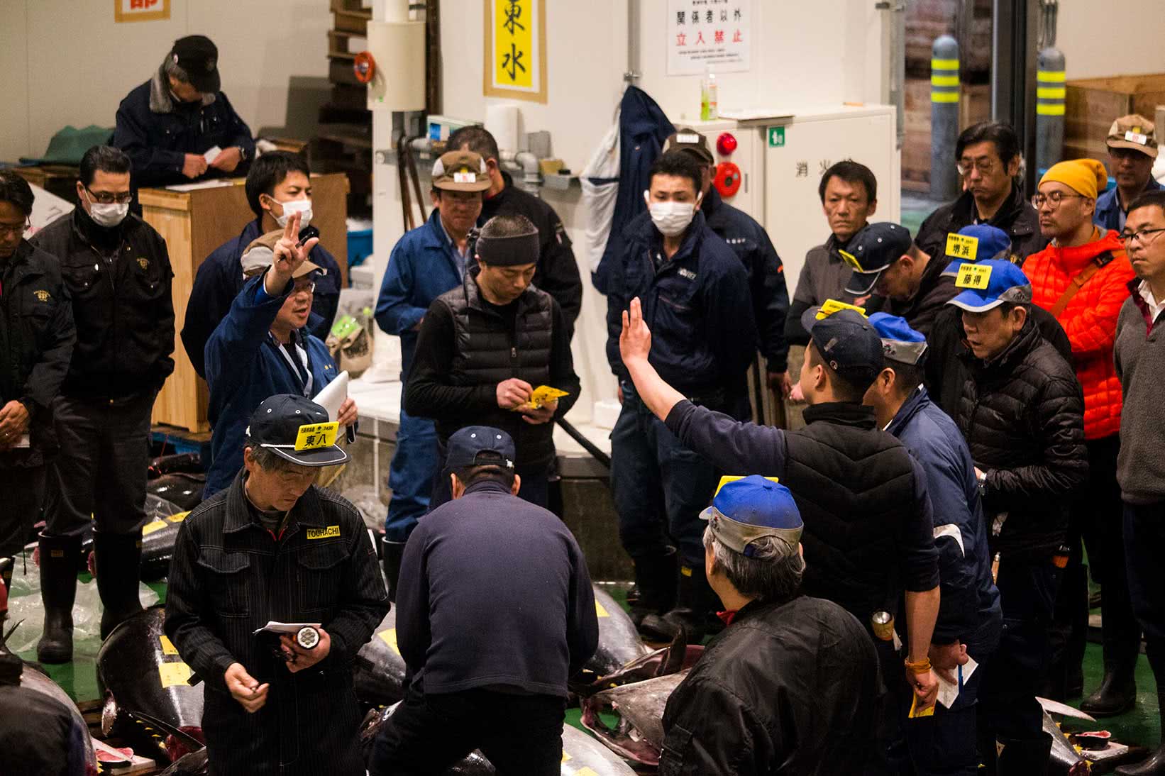 2.豐洲市場的景點（1）　鮪魚競標