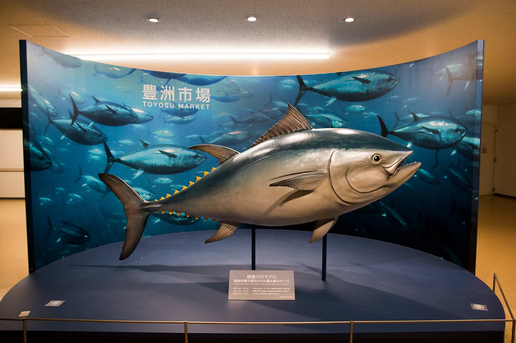 5.走訪豐洲市場時的注意事項