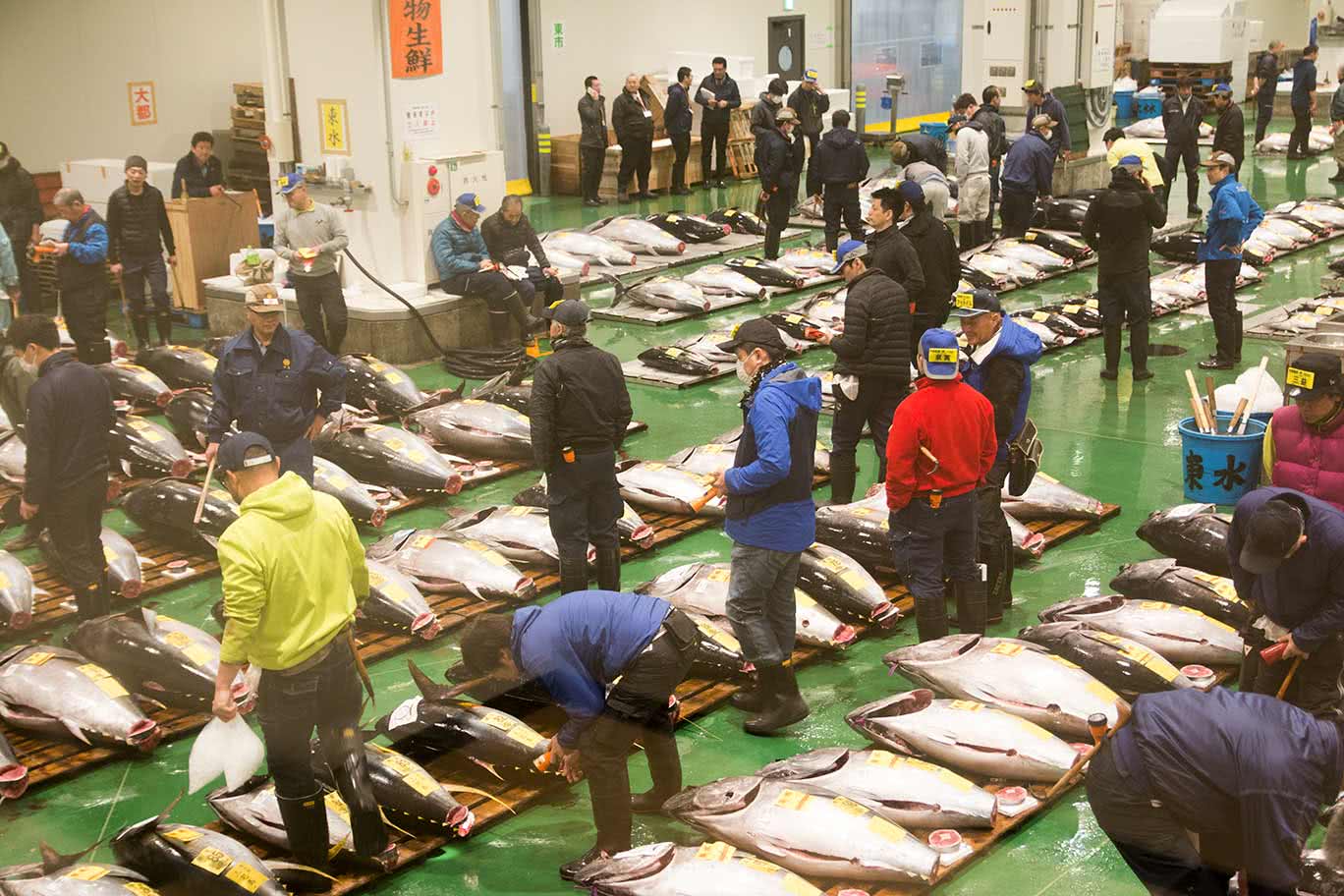 從築地轉移！全新豐洲市場的景點和美食地圖