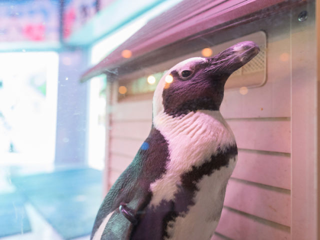 有企鵝的Dining BAR 沖繩 floor