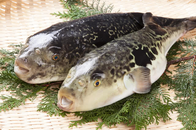 1. What is Fugu?