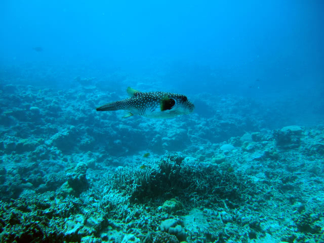 河豚料理的歷史與美味吃法