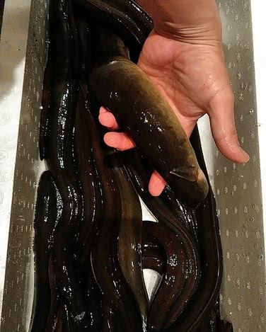 【福岡】精選12間藥院地區必去時尚午間餐廳