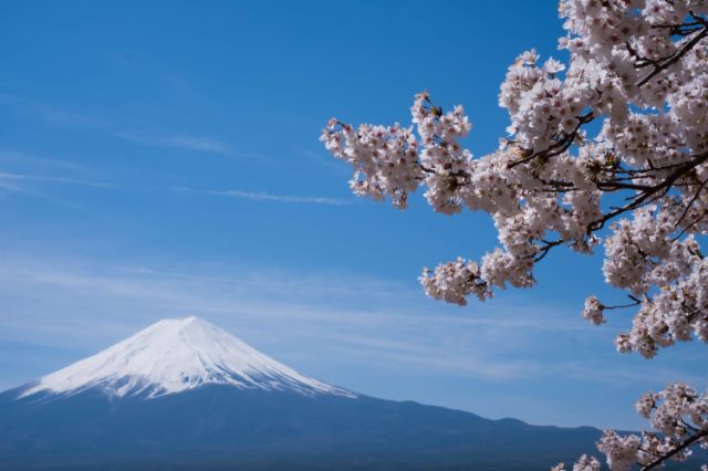 Best Sakura Viewing Spots in Japan and Good Restaurants Nearby