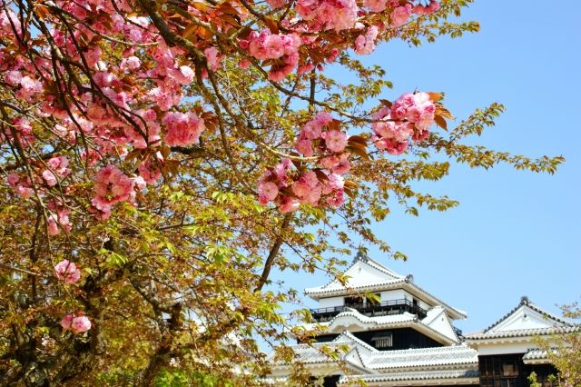 Matsuyama Castle (Shiroyama Park) (Ehime)