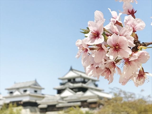 Best Sakura Viewing Spots in Japan and Good Restaurants Nearby