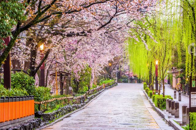 Enjoy a Full Day of Cherry Blossom Viewing in Kyoto According to a Kyoto Resident