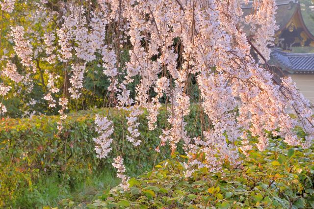 【下午4:00】京都御所花園
