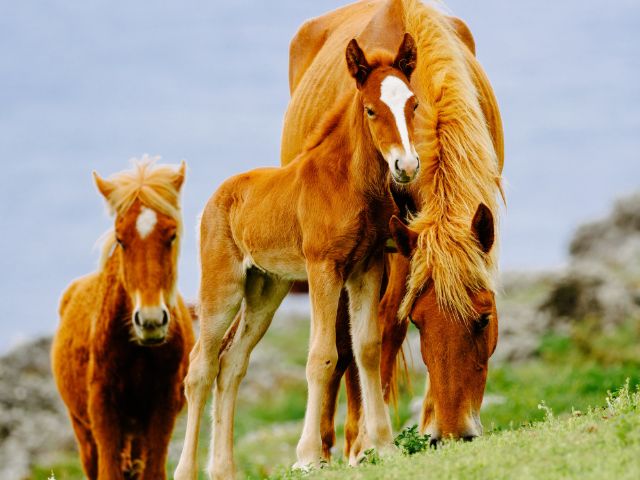 你吃過櫻肉嗎？春天吃日本傳統料理櫻肉補身又應景