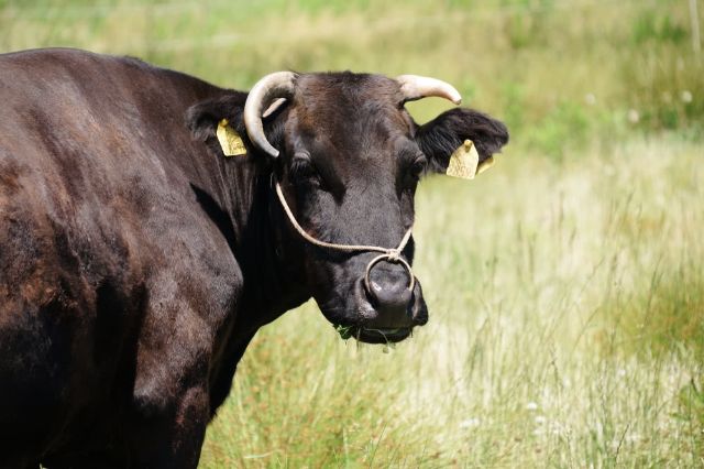 What Is Wagyu? History, Breeds, and Culture