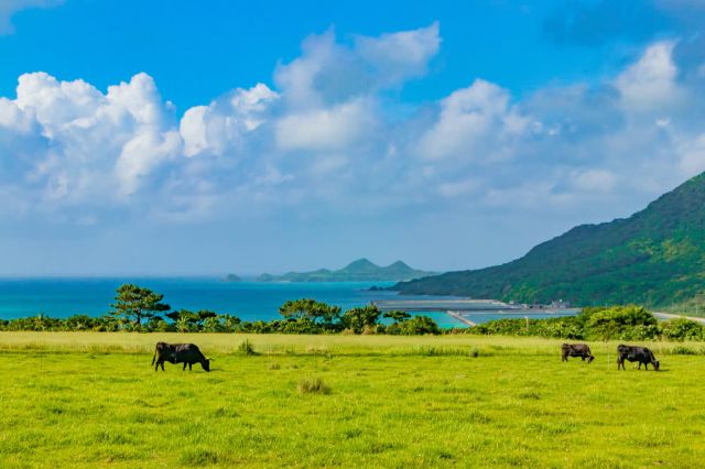 您不能錯過的和牛品牌！