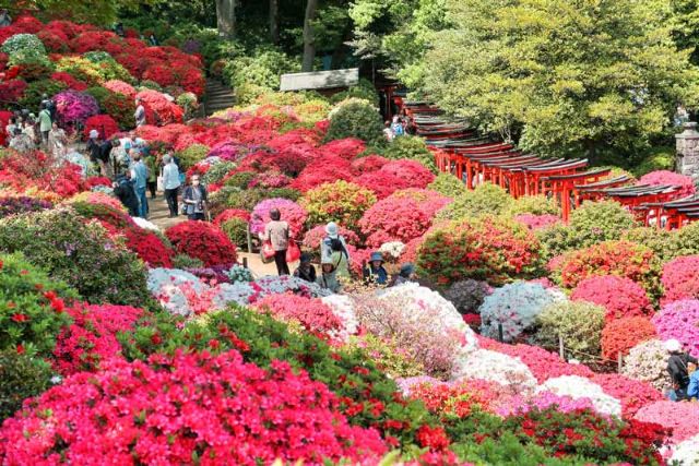 谷根千：東京老街區和頂級日本餐廳指南