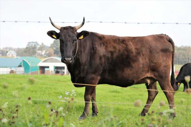 An Introduction to Kuroge Wagyu Beef