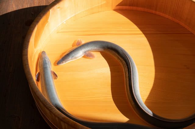 為什麼「鰻魚」是日本旅行時的必吃食物?