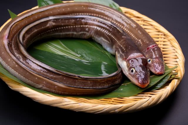 為什麼「鰻魚」是日本旅行時的必吃食物?