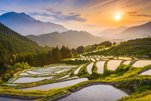 Rice Varieties and Brands