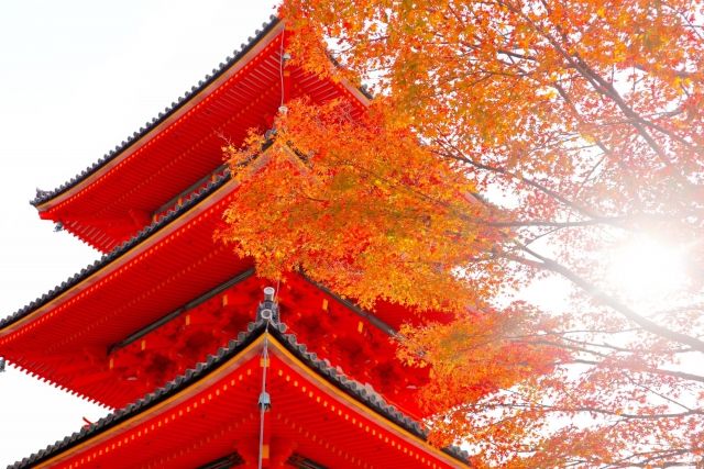 日本賞楓之旅，不容錯過的10家美食餐廳  