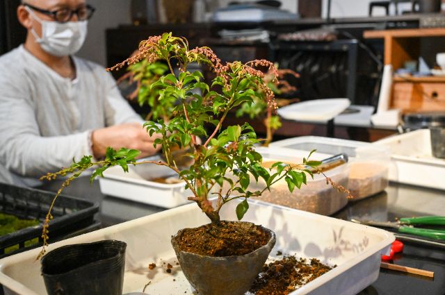 Discover the ingredients of wellness in Fukui