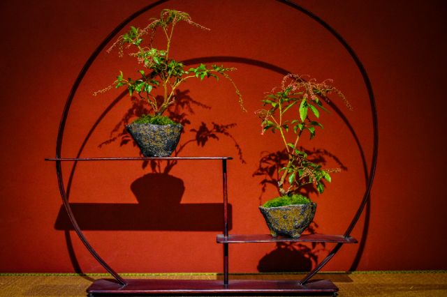 Discover the ingredients of wellness in Fukui