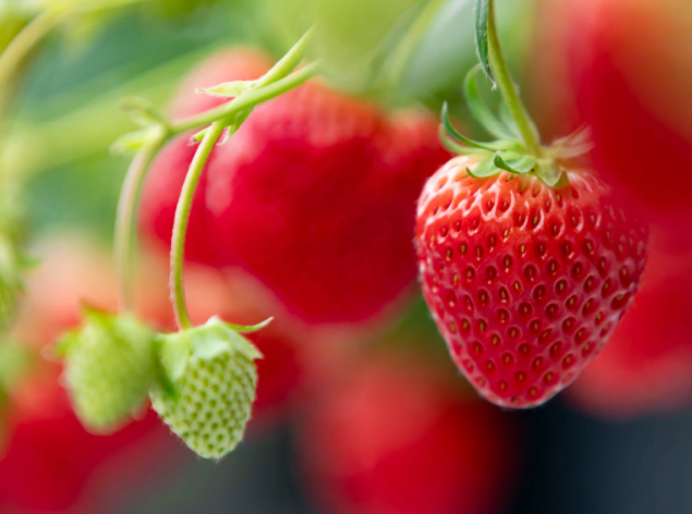 快來自然資源豐富的福井縣品嘗當地美味吧!