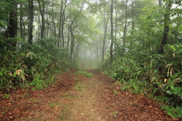 由經林業的松下主廚的丈夫為大家指路，行走在森林中的體驗尤其人氣 