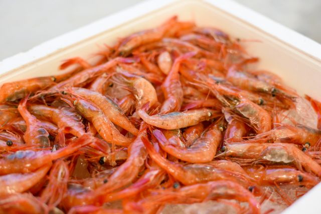 【福井县坂井市】日本美食物语之甜虾