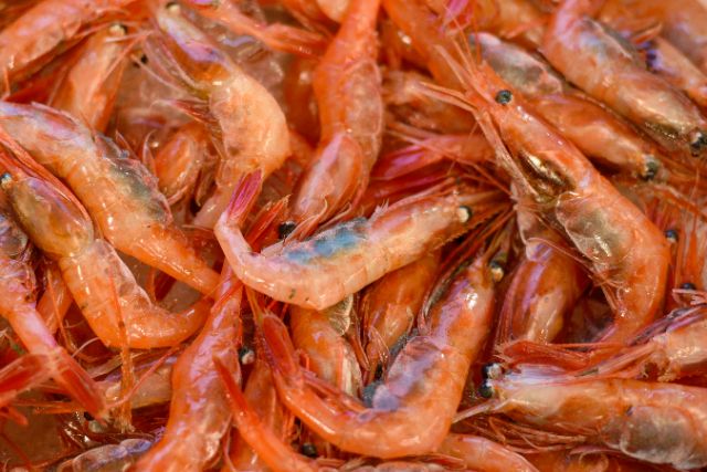 【福井縣坂井市】日本美食物語之甜蝦