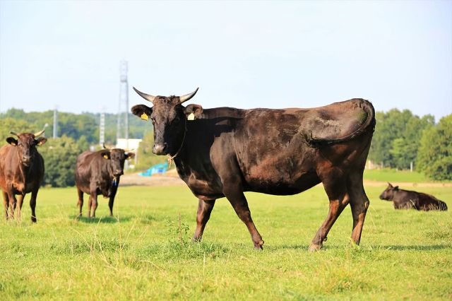 和牛是怎樣的牛?