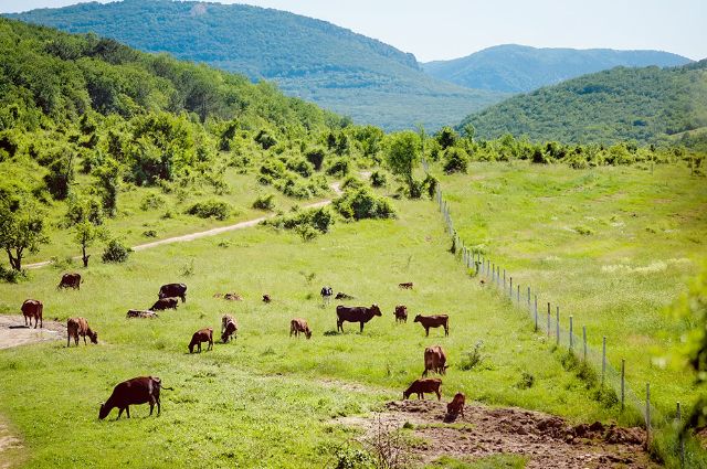 對日本人而言,和牛也是特別的大餐