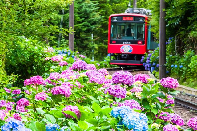 日本繡球花的景點介紹