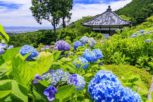 繡球花的季節即將來臨！名勝和周邊的美味餐廳介紹