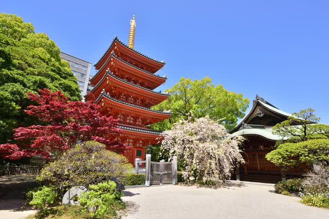 想吃福岡的特產料理!內臟鍋和水炊雞肉鍋,您喜歡哪種?
