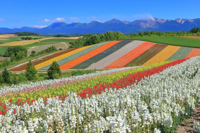 Recommended Flower Fields in Furano