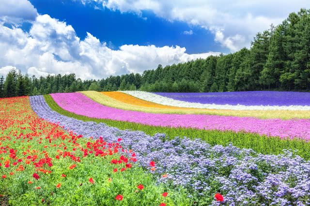 Beautiful Flower Fields and Top Restaurants in Furano (With Discount Ticket Info!)