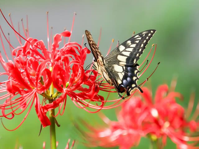 何謂曼珠沙華？