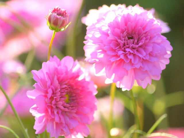 Cosmos Varieties in Japan