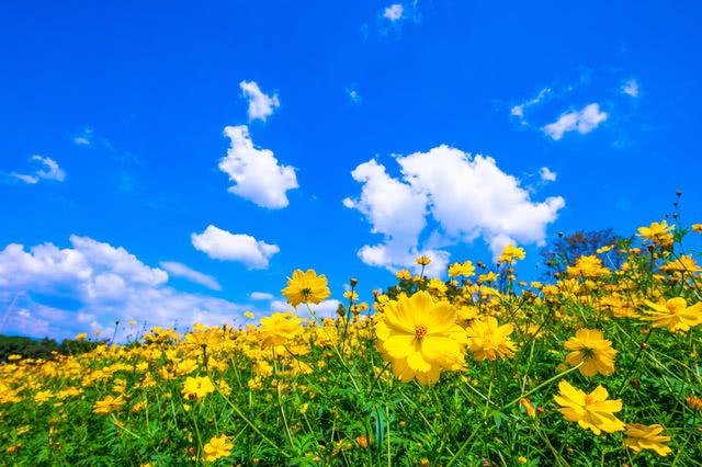 Enjoy Glorious Autumn Views! Japan's Most Beautiful Cosmos Fields
